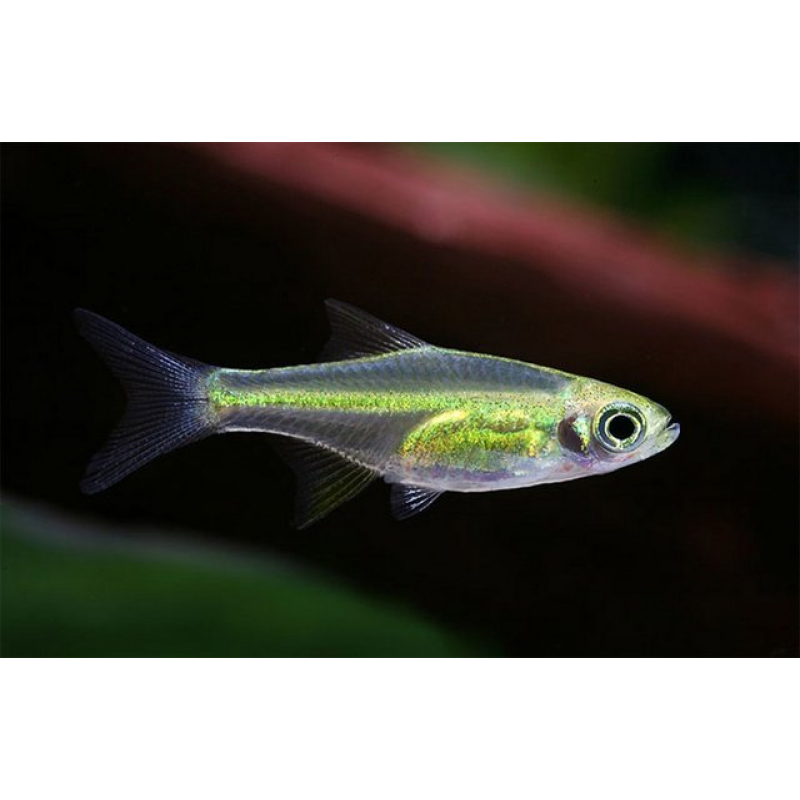 Rasbora Kubotai 1-2cm